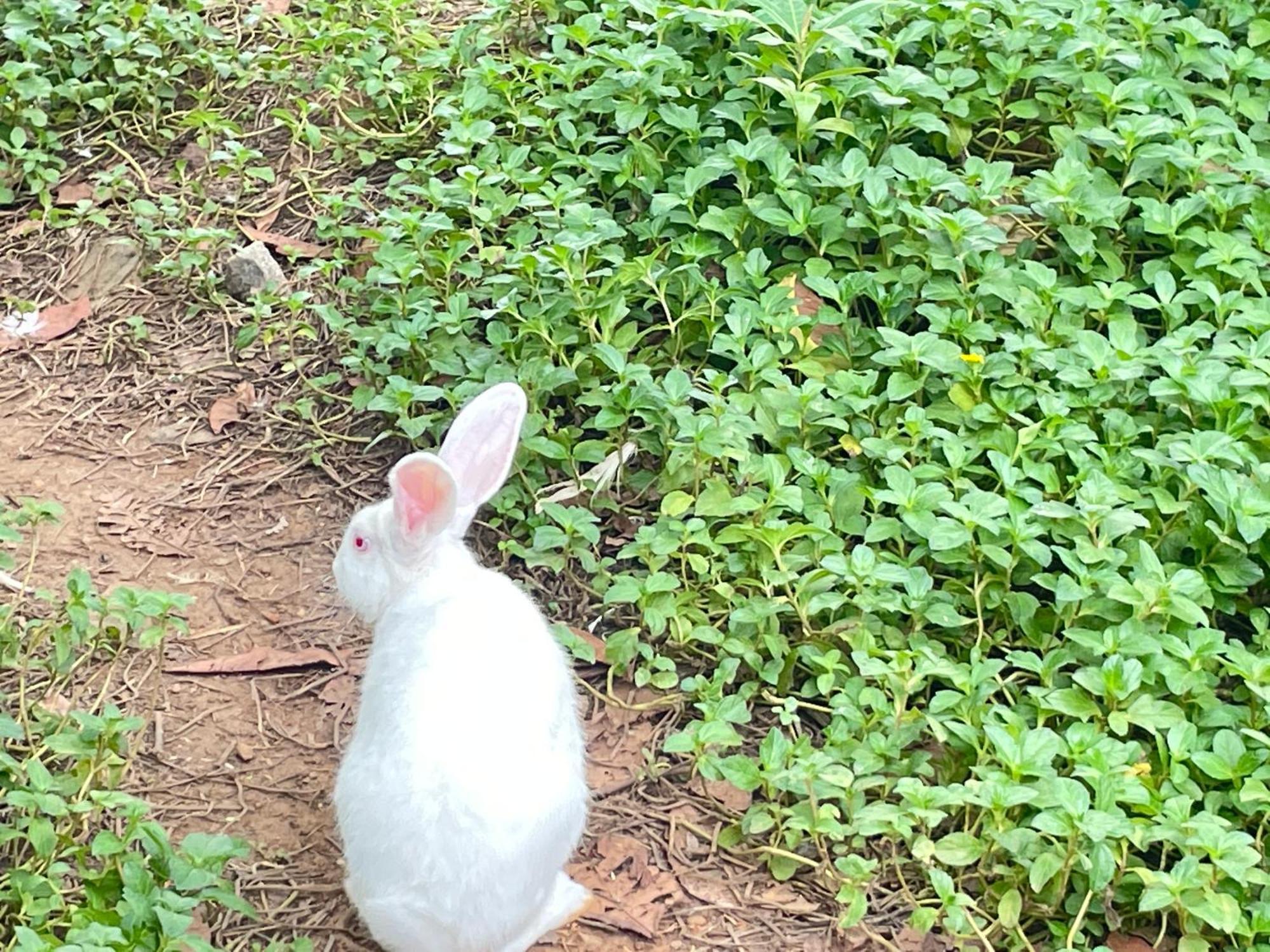 ホテル チョーラ ヘリテージ カライクディ エクステリア 写真